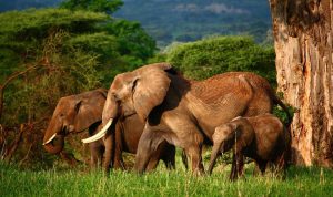 Lake Manyara National Elephants