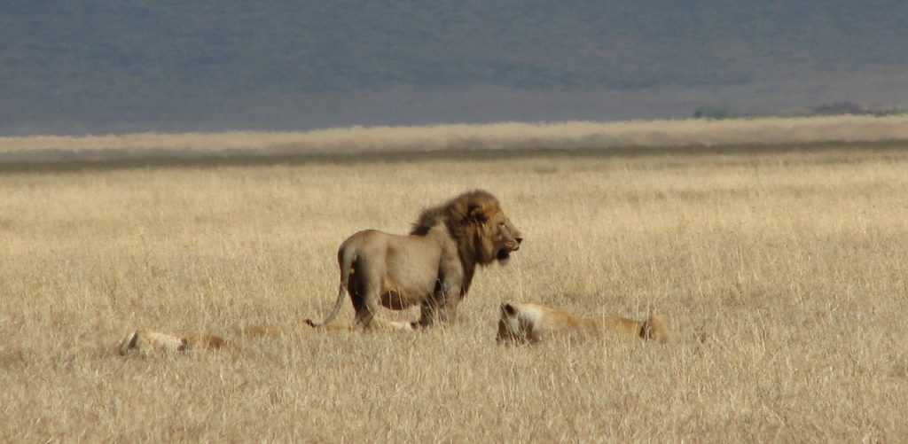 Lions Ngorongoro Crater