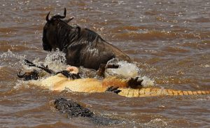 Mara River Wildebeests Migration