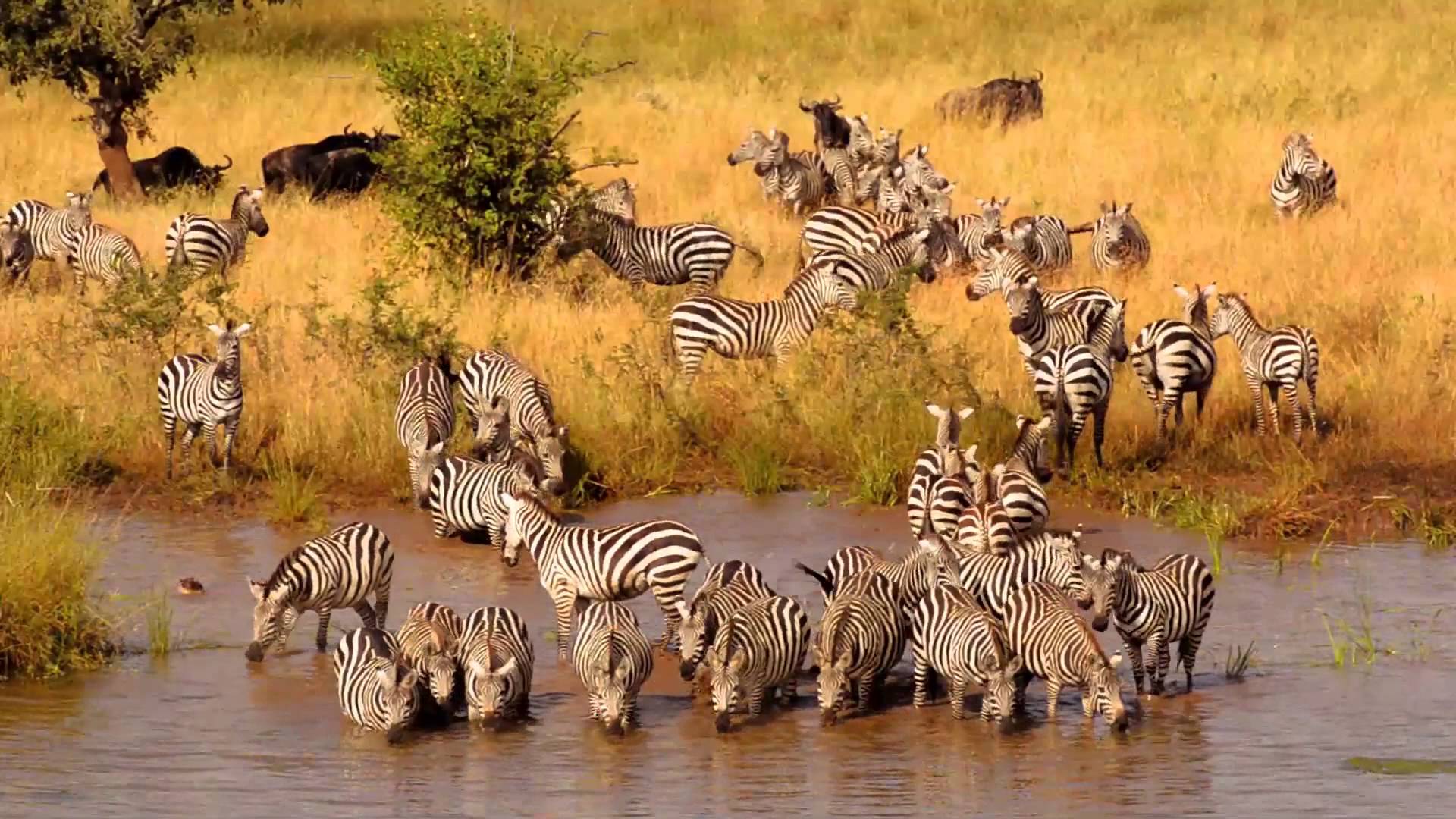 tanzania safari beste tijd
