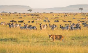 Reasons to visit Tanzania